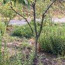 농원농장 이미지