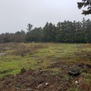 표선리-25 이미지