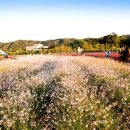 천일홍축제 이미지