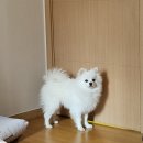 털찐 몽몽이 | 시흥은계애견미용 몽몽이털 강아지미용✂️ 완전강추👍🏻