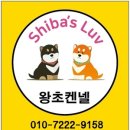 왕초켄넬 이미지