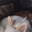 삼미농원 이미지