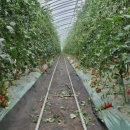 새한농장 이미지