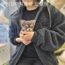 부산강아지분양 알프펫 네이버블로그