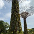 더베이 | [싱가포르 여행] '가든즈 바이 더 베이' 후기(예매 방법, 가격 비교)