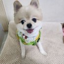 별이알이 댕댕샵 이미지