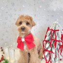 퍼피글랫 이미지