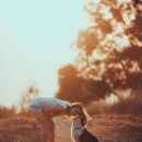 페테리안 이미지