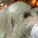 멍믈리에 이미지