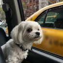 강아지마을펫택시 이미지