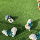 광주 애견유치원 애견호텔 플레이멍 이미지