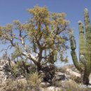 기계사막 이미지