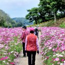 임실 옥정호 출렁다리와 붕어섬 이미지