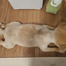 냥님 멍님 투샷🐕🐈 이미지