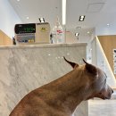 사랑애동물메디컬센터 이미지