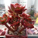 크라우스 이미지