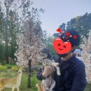 장자천 | 서울 동쪽 강아지와 거닐기 좋은 베스트 4대 공원