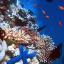 The Great Barrier Reef in Australia 이미지