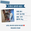 사랑스럽개 - 동대문구 전농로4길 1 | 사랑스럽개 애견카페 이곳을 선택할 때 체크할 요소