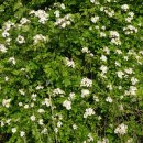 모란생태공원 이미지