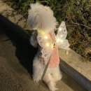 엔젤리본