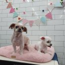 말티스토리 이미지