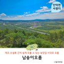 동광택시 | 제주 오설록 근처 서귀포 오름 가볼만한곳 남송이오름