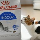 로얄펫 | 고양이 사료 건식사료 로얄캐닌 네이버 펫 바우처 후기