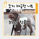 베리디 | 디베리 강아지 니트 코지 래글런 니트 내돈내산 후기