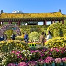 익산 천만송이 국화축제 이미지