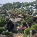 커피와소나무 이미지