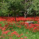 불갑사관광지 이미지