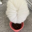 라운지펫 이미지