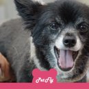 미용하는 훈련사 이미지