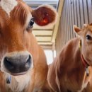 경인목장 이미지