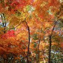 즐거움을 주는 파크 골프 (2025. 11. 06. 목) 이미지