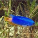 은빛파랑 이미지