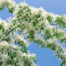 온천단지 이팝나무길 이미지