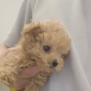 댕댕프렌즈 이미지