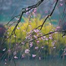 우리의 봄날 이미지