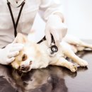 헤이든동물병원 이미지