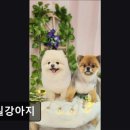 남창애견샵 복실강아지 | (수원, 강아지, 고양이, 애견미용, 추천!) 복실강아지 수원 복실강아지, 맞춤 케어로 인기
