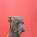 씻고놀개 이미지