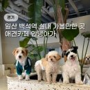안녕아가 | 일산 백석역 실내 애견카페 안녕아가 애견유치원 입장료,주차 (강아지 없어도 방문 가능)