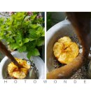 사과나무(주) 이미지
