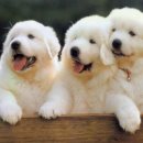 한강동물약품 이미지