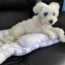 6-318 TS | :( 🐶 우리 갱얼쥐 14살 노견 침샘낭종 수술후 재발 재수술 후기