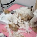 멍멍이 미용실 이미지