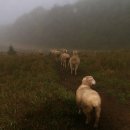 행진목장 이미지