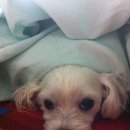 옳치 올치 네이버블로그